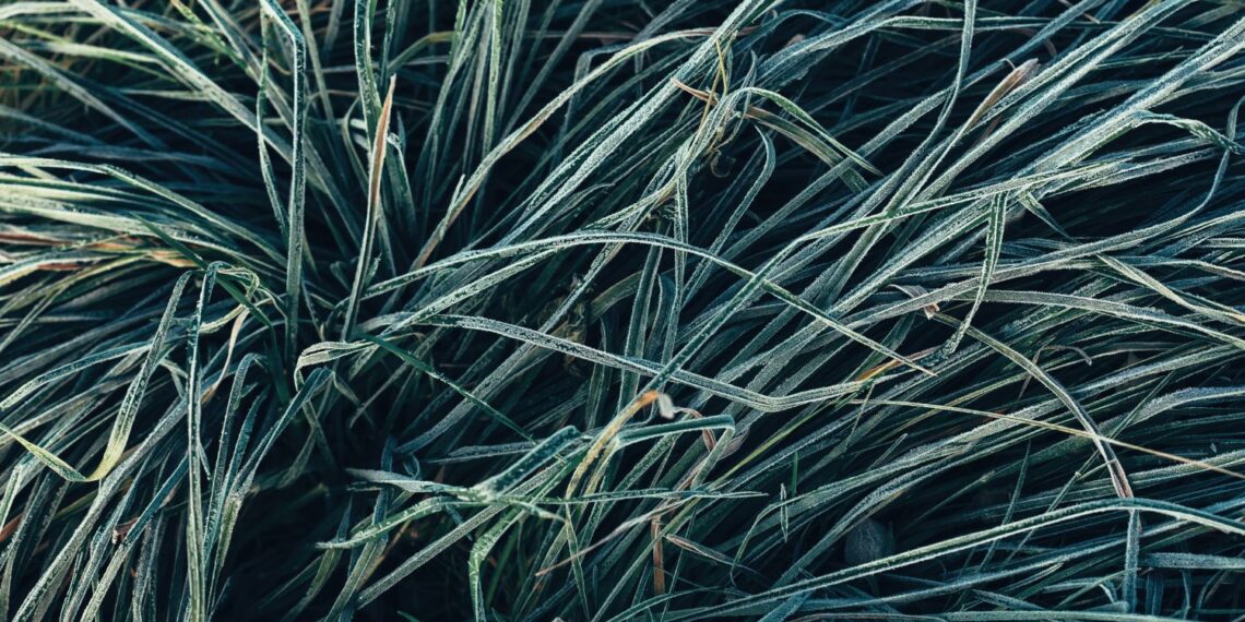 W nocy przymrozki niemal w całym kraju