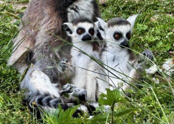 Powiększyło się stado lemurów w zoo w Lisowie