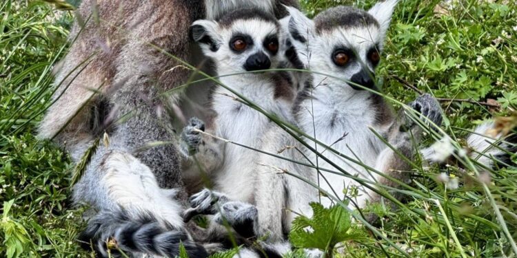 Powiększyło się stado lemurów w zoo w Lisowie