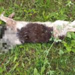 Fot. ZAGINIONE/ZNALEZIONE ZWIERZĘTA - KIELCE I OKOLICE - ŚWIĘTOKRZYSKIE - FB