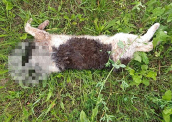 Fot. ZAGINIONE/ZNALEZIONE ZWIERZĘTA - KIELCE I OKOLICE - ŚWIĘTOKRZYSKIE - FB