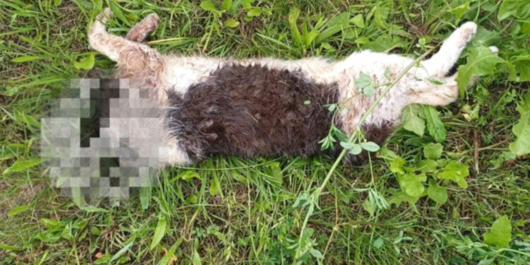 Fot. ZAGINIONE/ZNALEZIONE ZWIERZĘTA - KIELCE I OKOLICE - ŚWIĘTOKRZYSKIE - FB