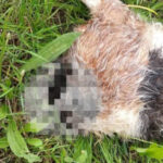 Fot. ZAGINIONE/ZNALEZIONE ZWIERZĘTA - KIELCE I OKOLICE - ŚWIĘTOKRZYSKIE - FB