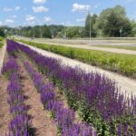 04.06.2025. Starachowice. Nadanie imienia Feliksa Sławka pasażowi wzdłuż wiaduktu / Fot. Anna Głąb - Radio Kielce