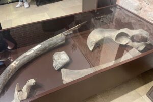 13.06.2025. Muzeum Zamkowe w Sandomierzu. Europejskie Dni Archeologii / Fot. Grażyna Szlęzak - Radio Kielce
