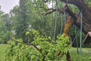 Zagnańsk. Dąb Bartek / Fot. Regionalna Dyrekcja Lasów Państwowych w Radomiu - Facebook