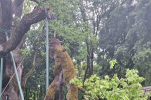 Zagnańsk. Dąb Bartek / Fot. Regionalna Dyrekcja Lasów Państwowych w Radomiu - Facebook