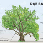 Zagnańsk. Dąb Bartek / Fot. Regionalna Dyrekcja Lasów Państwowych w Radomiu - Facebook