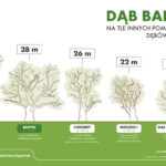 Zagnańsk. Dąb Bartek / Fot. Regionalna Dyrekcja Lasów Państwowych w Radomiu - Facebook