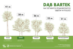 Zagnańsk. Dąb Bartek / Fot. Regionalna Dyrekcja Lasów Państwowych w Radomiu - Facebook