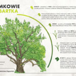 Zagnańsk. Dąb Bartek / Fot. Regionalna Dyrekcja Lasów Państwowych w Radomiu - Facebook