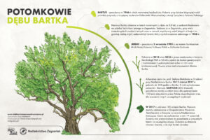 Zagnańsk. Dąb Bartek / Fot. Regionalna Dyrekcja Lasów Państwowych w Radomiu - Facebook