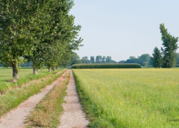 Jakie będą plony? Zdecyduje czerwiec. / Fot. Canva