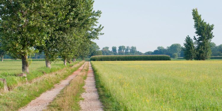 Jakie będą plony? Zdecyduje czerwiec. / Fot. Canva