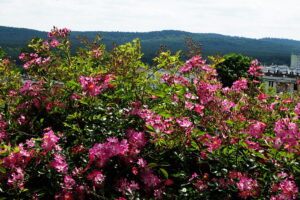 18.06.2025 Kielce. Ogród botaniczny. Rozarium. Róże / Fot. Jarosław Kubalski - Radio Kielce