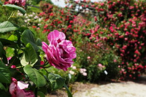 18.06.2025 Kielce. Ogród botaniczny. Rozarium. Róże / Fot. Jarosław Kubalski - Radio Kielce