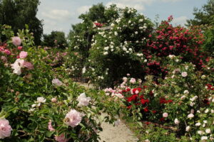 18.06.2025 Kielce. Ogród botaniczny. Rozarium. Róże / Fot. Jarosław Kubalski - Radio Kielce