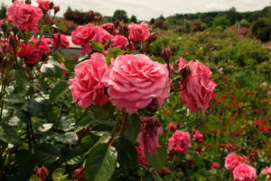 18.06.2025 Kielce. Ogród botaniczny. Rozarium. Róże / Fot. Jarosław Kubalski - Radio Kielce
