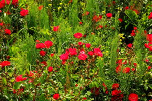 18.06.2025 Kielce. Ogród botaniczny. Rozarium. Róże / Fot. Jarosław Kubalski - Radio Kielce