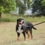 07.06.2025. Kielce. Kynologicznej Soboty / Fot. Katarzyna Wdowska