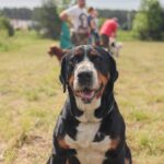 Jak zapanować nad krnąbrnym pupilem? Radzili eksperci