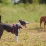 07.06.2025. Kielce. Kynologicznej Soboty / Fot. Katarzyna Wdowska