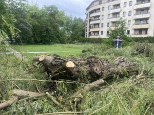 Kielce. Burza, drzewo, złamane drzewa / Fot. Jarosław Kubalski - Radio Kielce