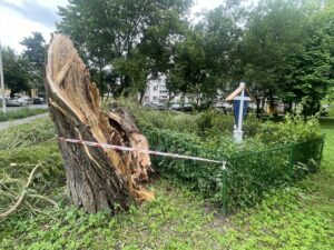 Kielce. Burza, drzewo, złamane drzewa / Fot. Jarosław Kubalski - Radio Kielce