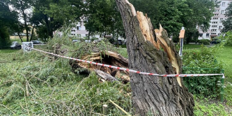 Kielce. Burza, drzewo, złamane drzewa / Fot. Jarosław Kubalski - Radio Kielce