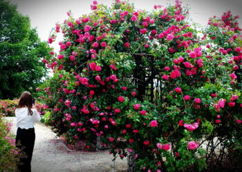 W Starachowicach będzie mnóstwo kwiatów