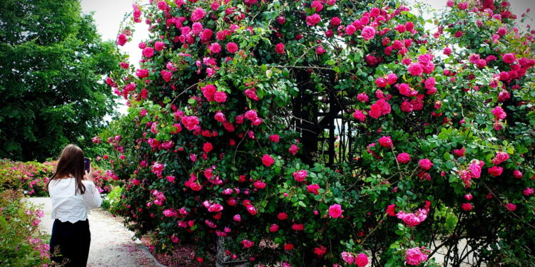 W Starachowicach będzie mnóstwo kwiatów - Radio Kielce W Starachowicach będzie mnóstwo kwiatów