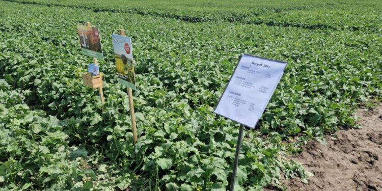 Z ochroną fungicydową i regulatorem wzrostu czy bez? Rolnicy porównali wegetację - Radio Kielce