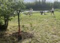 06.05.2025. Końskie. Akcja sadzenia drzew i krzewów / Fot. Magdalena Galas-Klusek - Radio Kielce