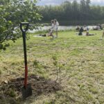 06.05.2025. Końskie. Akcja sadzenia drzew i krzewów / Fot. Magdalena Galas-Klusek - Radio Kielce