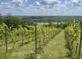 21.06.2025. Sandomierz. Piknik Kwitnących Winorośli / Fot. Grażyna Szlęzak - Radio Kielce