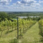 21.06.2025. Sandomierz. Piknik Kwitnących Winorośli / Fot. Grażyna Szlęzak - Radio Kielce