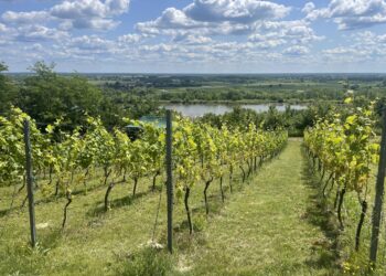 21.06.2025. Sandomierz. Piknik Kwitnących Winorośli / Fot. Grażyna Szlęzak - Radio Kielce