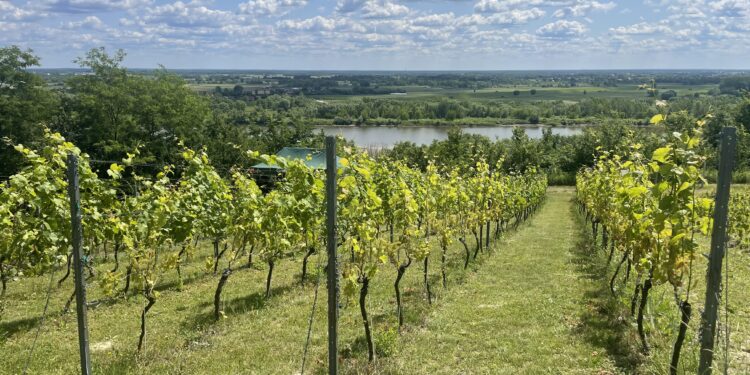 21.06.2025. Sandomierz. Piknik Kwitnących Winorośli / Fot. Grażyna Szlęzak - Radio Kielce