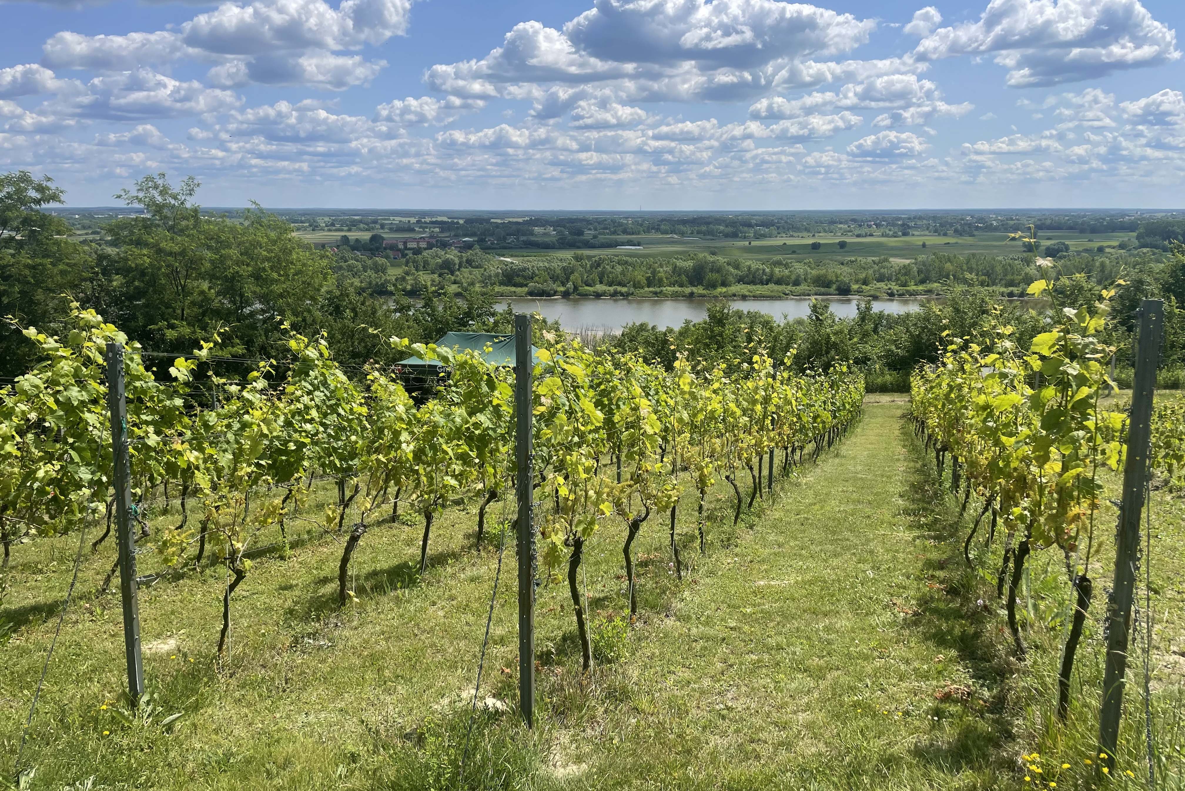 Piknik Kwitnących Winorośli na wiślanej skarpie i w Górach Pieprzowych