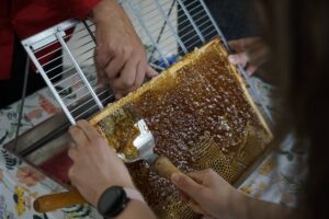 24.06.2025 "Miejskie miodobranie z uli z recyclingu" na Politechnice Świętokrzyskiej./ Fot. Aleksandra Kwaśniewska - Radio Kielce