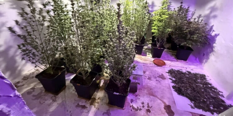 Kieleccy i białostoccy funkcjonariusze zlikwidowali nielegalną plantację konopi