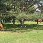 01.06.2025. Tokarnia. Wiejskie Zoo / Fot. Jowita Plech - Radio Kielce