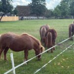 Nowa atrakcja w Muzeum Wsi Kieleckiej. Wiejskie Zoo już otwarte