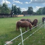 01.06.2025. Tokarnia. Wiejskie Zoo / Fot. Jowita Plech - Radio Kielce