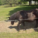 01.06.2025. Tokarnia. Wiejskie Zoo / Fot. Jowita Plech - Radio Kielce