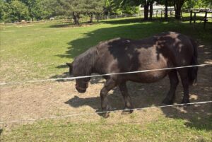 01.06.2025. Tokarnia. Wiejskie Zoo / Fot. Jowita Plech - Radio Kielce