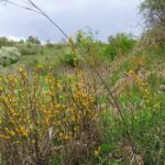 Wąwóz od ul. Mściowskiej do Gór Pieprzowych / Fot. Marek Strugała