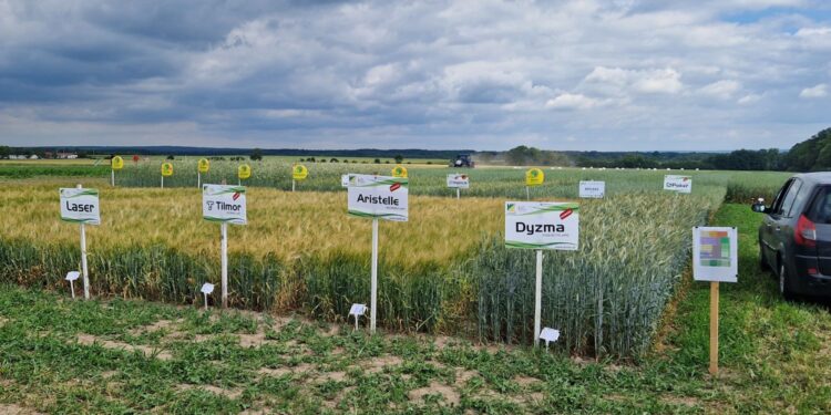 Zapowiadają się dobre zbiory na polach i plantacjach - Radio Kielce