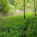 Wąwóz od ul. Mściowskiej do Gór Pieprzowych / Fot. Marek Strugała