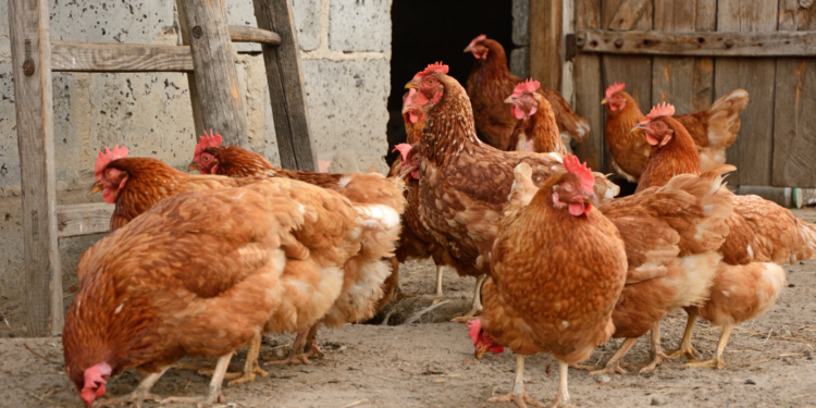 Polska wolna od ptasiej grypy - Radio Kielce Polska wolna od ptasiej grypy - Radio Kielce